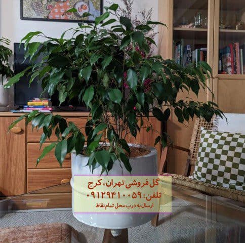 فروش فیکوس بنجامین برای تزئین سالن‌های انتظار