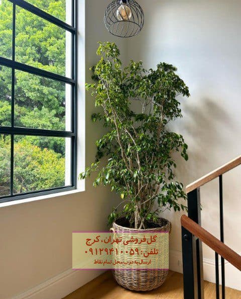 فیکوس بنجامین برای تزئین مطب