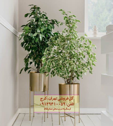 گیاه انجیر برگ ریز مناسب برای تزئین فضای اداری لوکس
