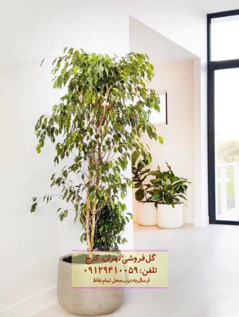 فروش گیاه انجیر برگ ریز برای زیباسازی فضاهای عمومی