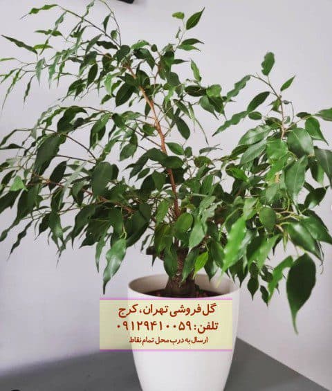 فیکوس بنجامین مناسب برای تزئین اتاق خواب