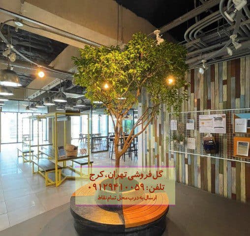 گیاه انجیر برگ ریز برای تزئین فضاهای تجاری