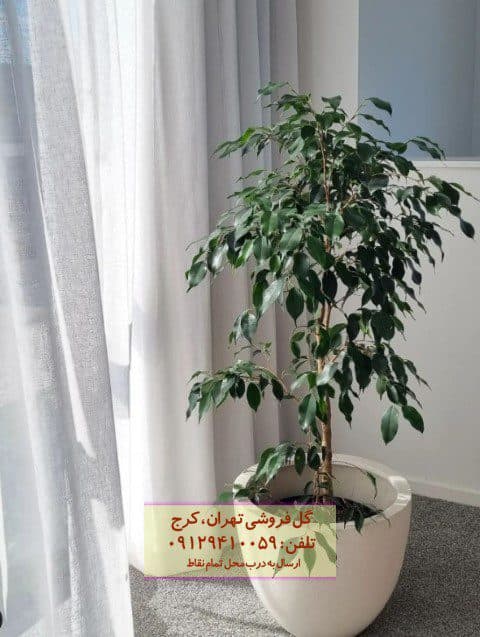 فروش گیاه انجیر برگ ریز برای تزئین گلدانهای بلند