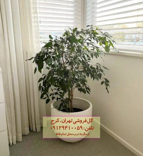 گیاه انجیر برگ ریز برای طراحی فضای کاری