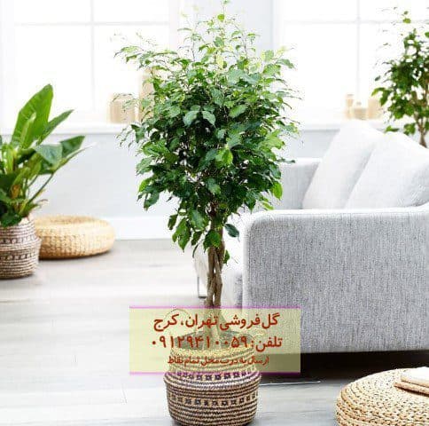 فیکوس بنجامین برای تزئین فضای کاری