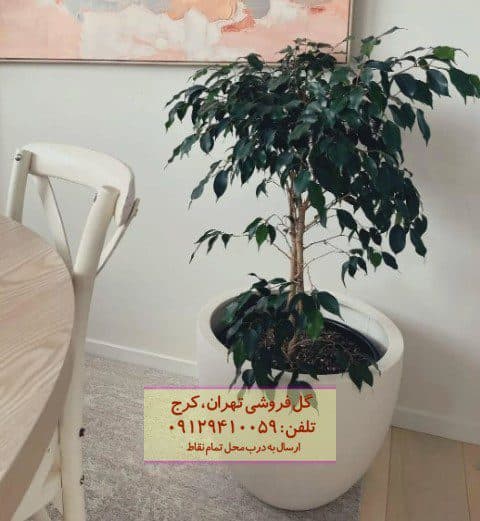 فیکوس بنجامین مناسب برای تزئین تراس