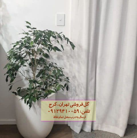گیاه انجیر برگ ریز مناسب برای تزئین فضای تجاری