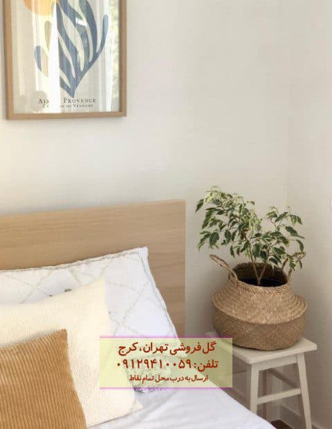 گیاه انجیر برگ ریز برای دکوراسیون منزل