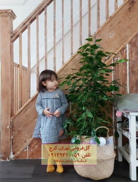 فیکوس بنجامین مناسب برای فضای کوچک و لوکس
