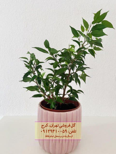 فروش فیکوس بنجامین برای زیباسازی فضاهای عمومی