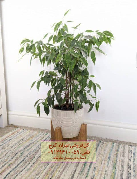 فروش گیاه انجیر برگ ریز برای طراحی فضای بزرگ — تصویر ۲