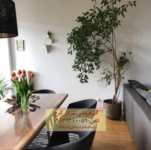 گیاه انجیر برگ ریز برای زیباسازی فضای رستوران