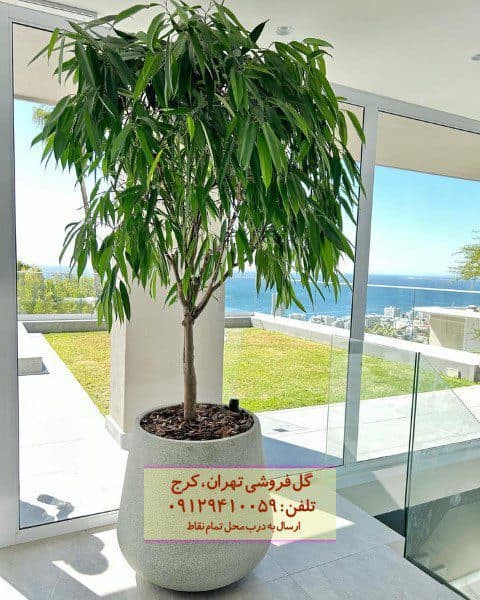 تزئین اتاق با برگ موزی