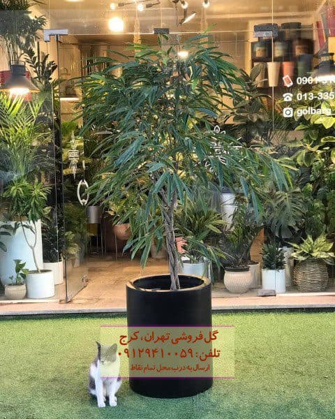 فیکوس آمستل برای خلق فضای سبز در دفتر کار
