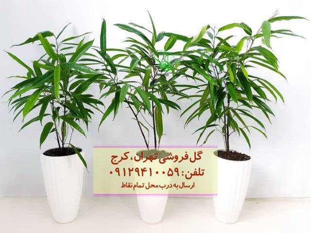 فیکوس آمستل گیاهی شیک برای فضای پذیرایی