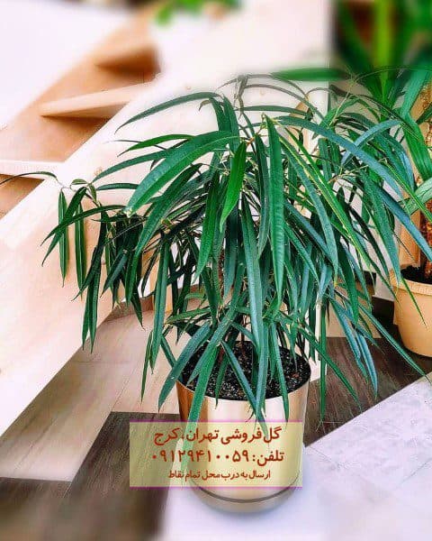 فیکوس آمستل برای تزئین اتاق‌های کوچک
