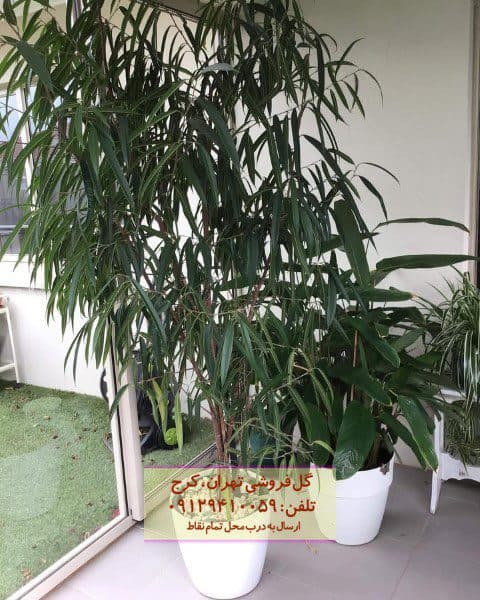 برگ موزی برای فضاهای عمومی
