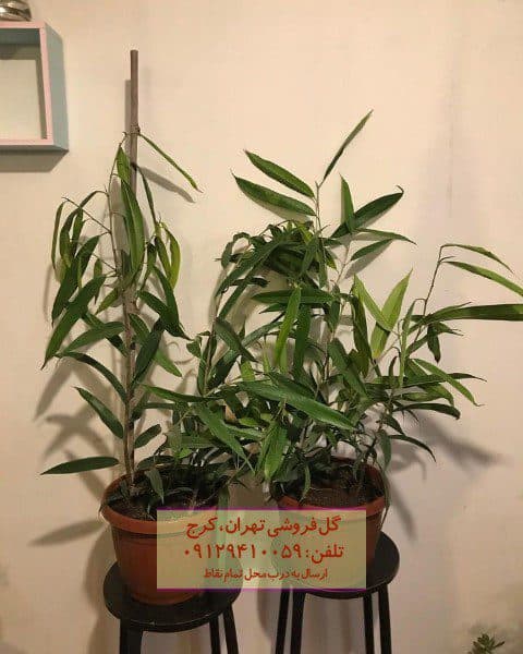 استفاده از فیکوس آمستل برای تزئین تراس