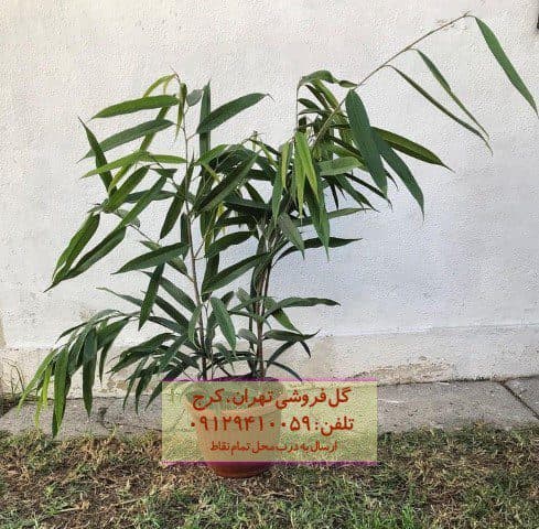 فیکوس آمستل برای پر کردن فضاهای خالی خانه