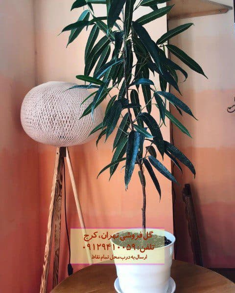 برگ موزی برای ایجاد فضای گرم و طبیعی در خانه