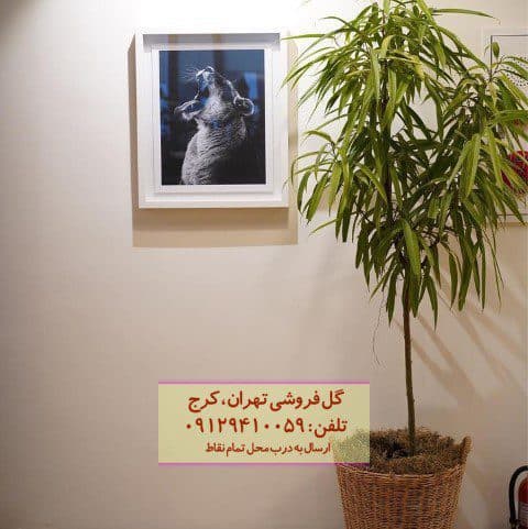 استفاده از برگ موزی برای طراحی فضاهای باز
