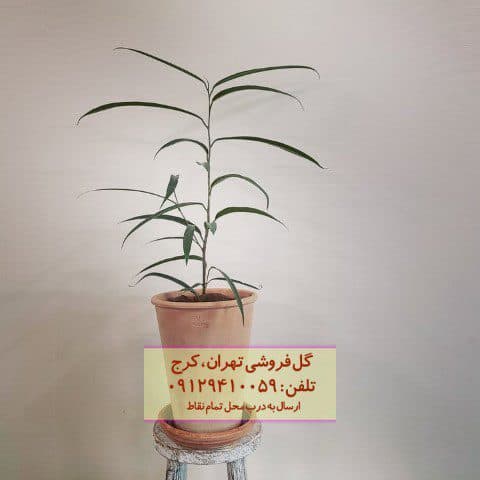 برگ موزی برای دکور خانه — تصویر ۲