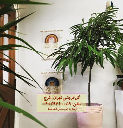 استفاده از فیکوس آمستل برای زیباسازی فضای کار