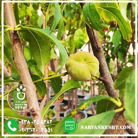 نهال هلو شفتالو — تصویر ۲