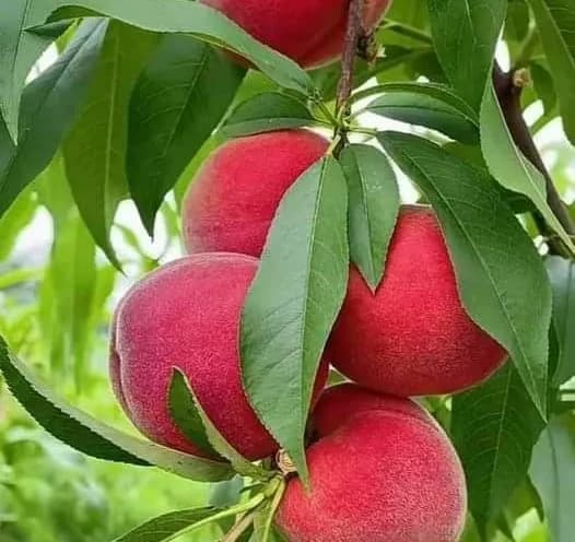 نهال هلو اسپرینگ کریست