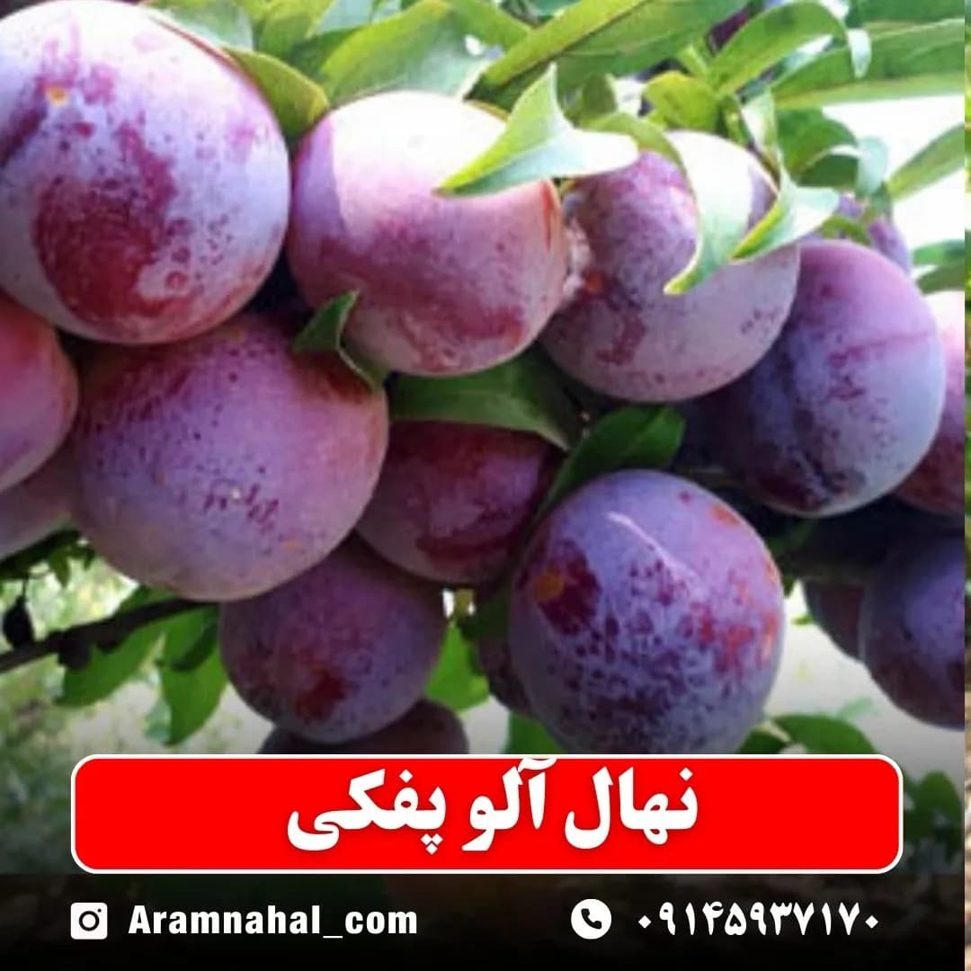 نهال آلو پفکی — تصویر ۳