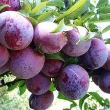نهال آلو پفکی