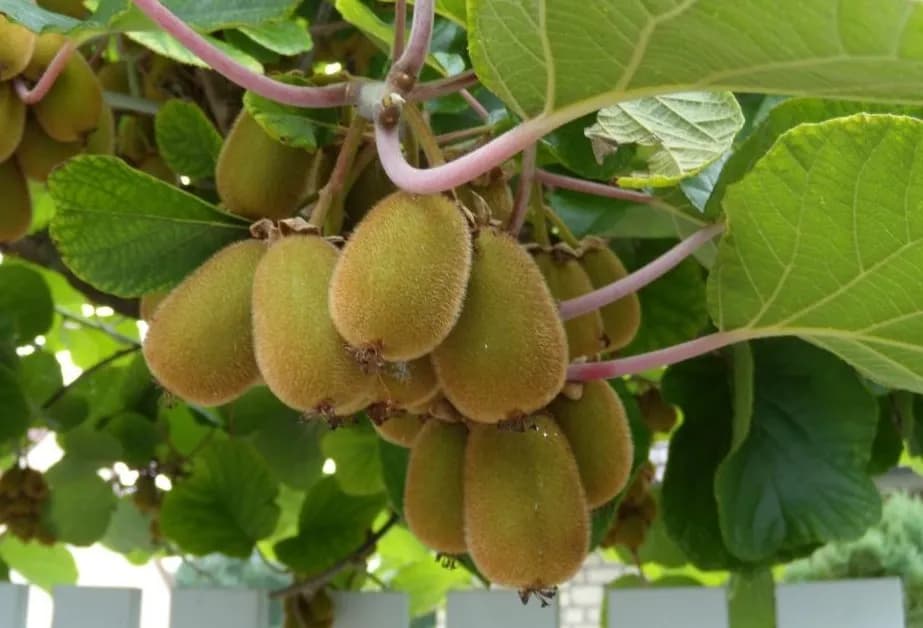 نهال کیوی گرین سیل — تصویر ۲