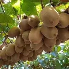 نهال کیوی آلیسون