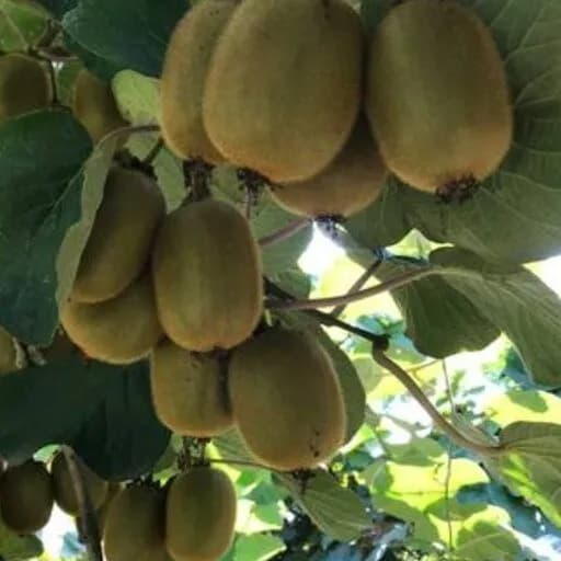 نهال کیوی مانتی