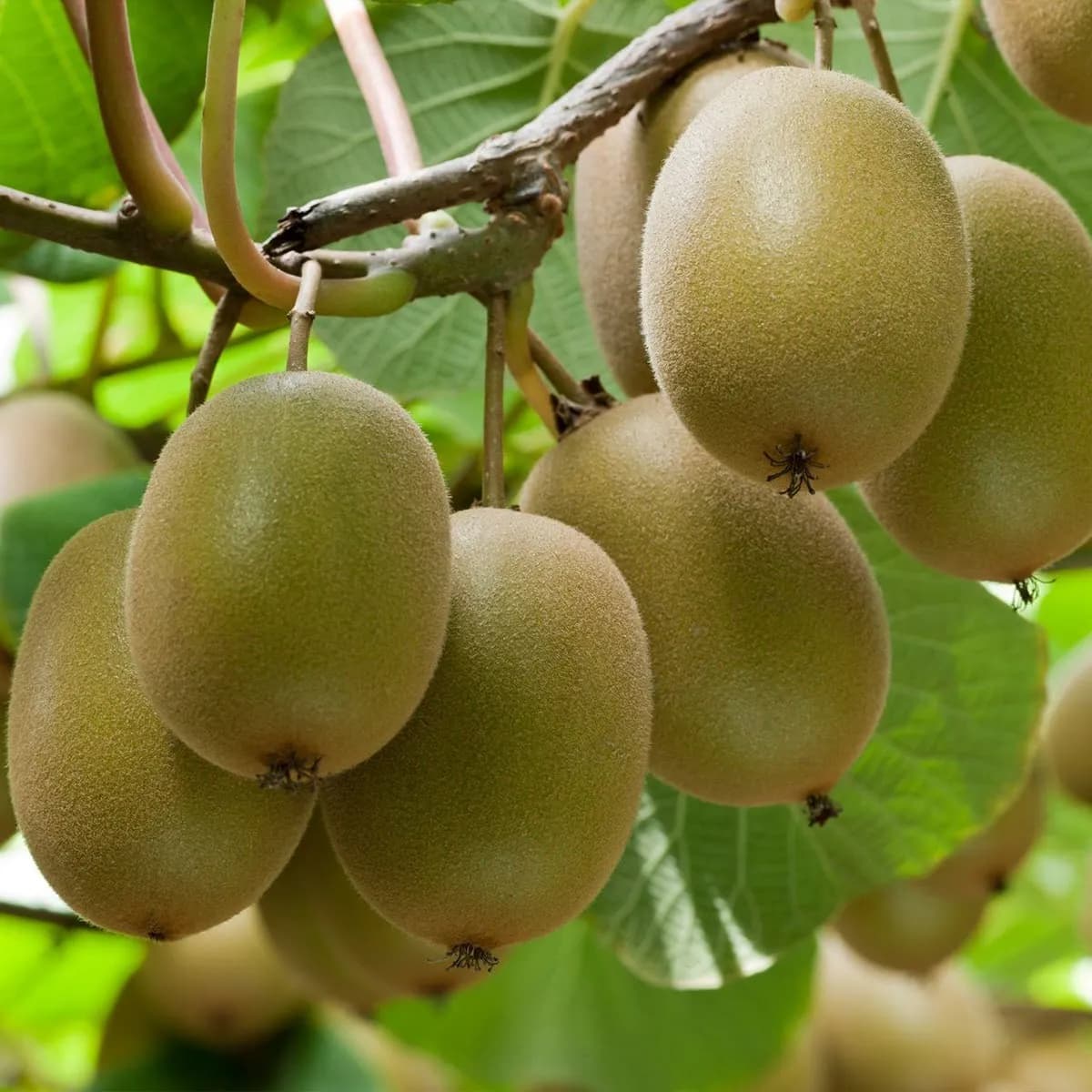 نهال کیوی تاموری
