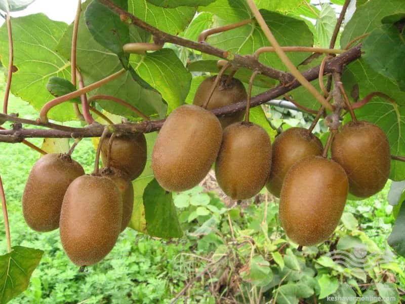 نهال کیوی مازندران