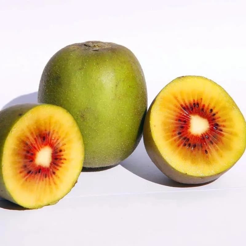 نهال کیوی توسرخ