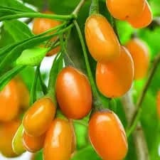 نهال گوجه بری زرد