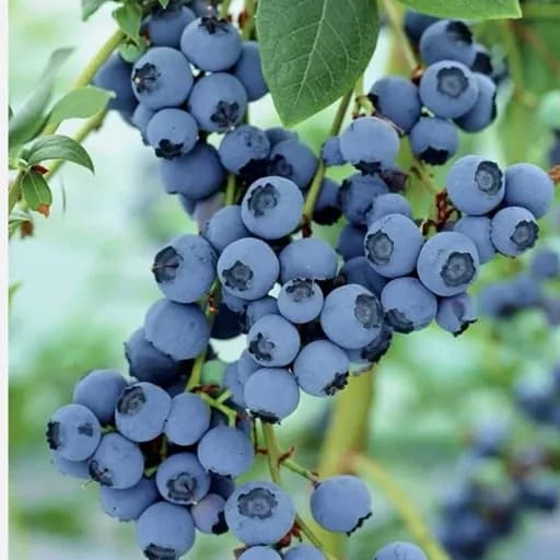نهال بلوبری سان شاین