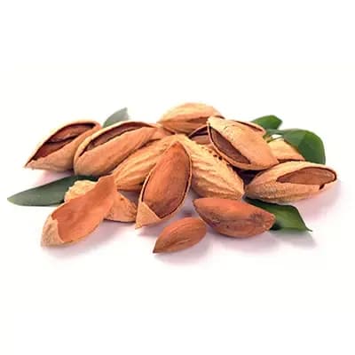 نهال بادام کلون