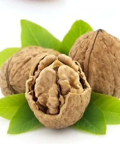 نهال گردو تولری