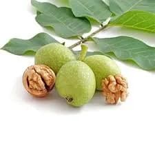 نهال گردو پارزین