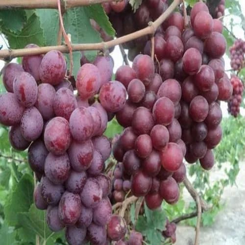 نهال انگور پرنس