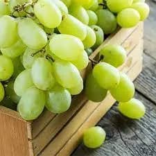 نهال انگور ویکتوریا