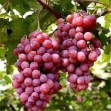 نهال انگور امپرور