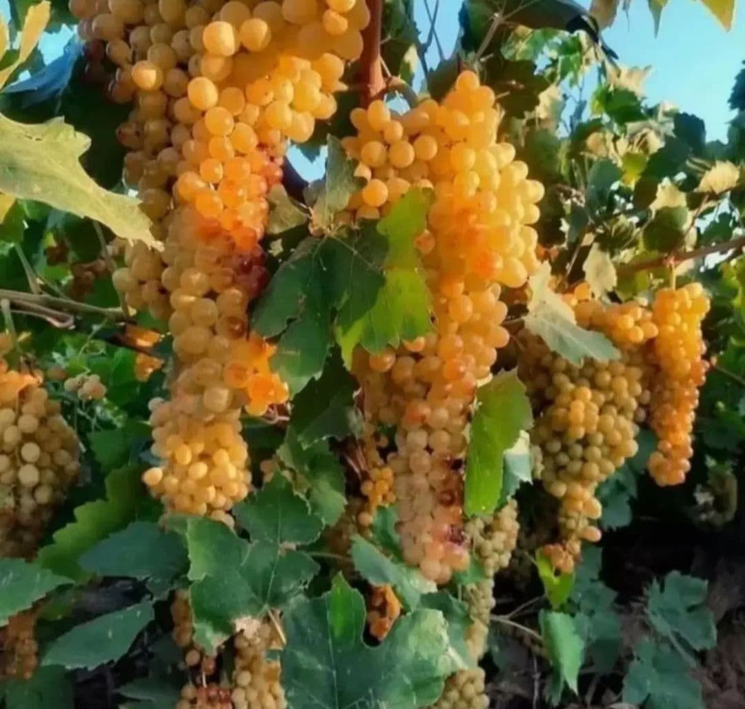 نهال انگور کشمشی زرد