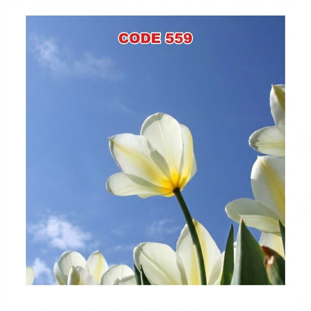 آسمان مجازی کد 559