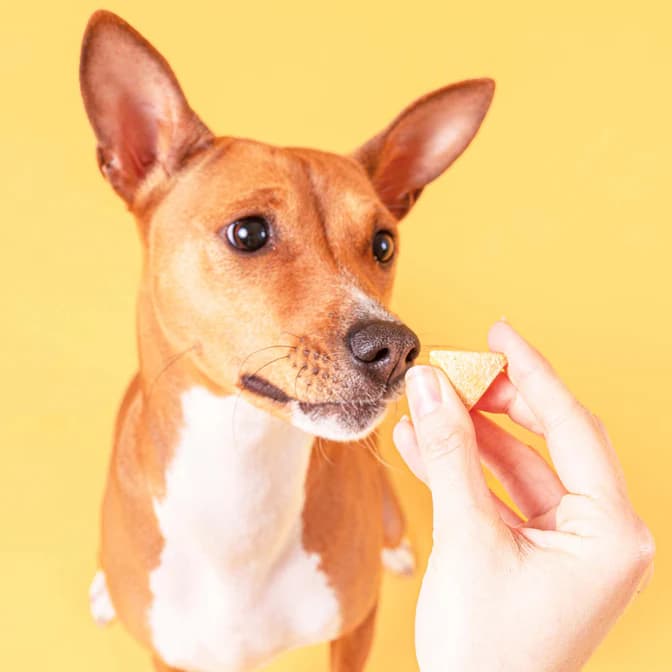 تشویقی سگ پروبیوتیکی Pooch & Mutt | بادام زمینی و تاپیوکا | هایپو آلرژی و وگان — تصویر ۴