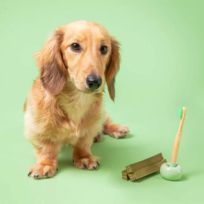 تشویقی دنتال سگ مینی Pooch & Mutt | ضد جرم و تارتار با اسپرولینا و نعناع (7 عدد) — تصویر ۴