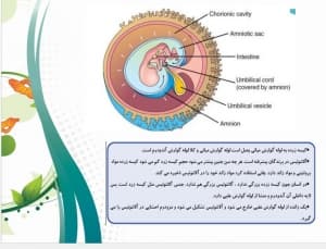 دانلود پاورپوینت علم جنین شناسی)
